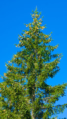 Fototapeta premium Fire tree