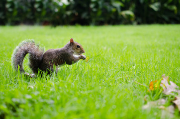 Squirrel eats on grass