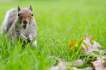 Squirrel with a astonished expression
