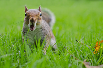 Squirrel astonished