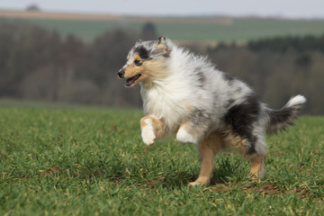 course et saut du jeune berger d'Ecosse - colley