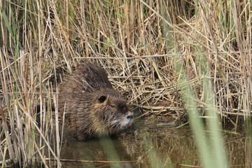 Ragondin (Myocastor coypus)