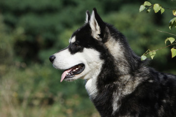 portrait du malamute de l'Alaska de profil