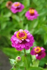 Obraz premium leuchtend