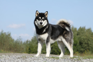 proud alaskan malamute