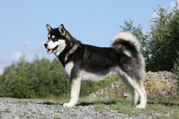 position standard de l'alaskan malamute