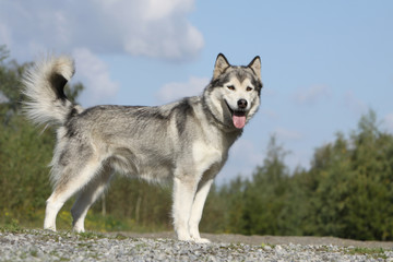 alaskan malamute debout de profil en été