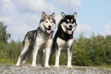 deux alaskan malamute de face