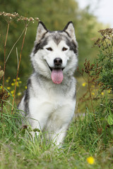 Obraz premium alaskan malamute assis fièrement dans l'herbe