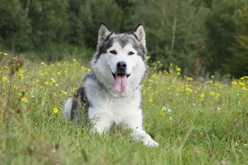 alaskan malamute dans l'herbe