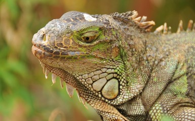 Portrait of green iguana