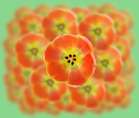 tulips