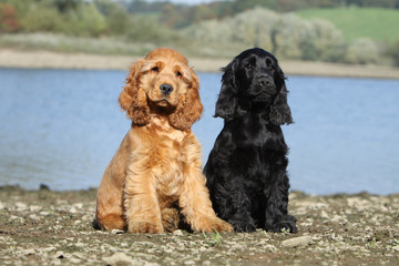 couple de cockers près de l'eau