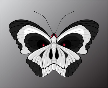 skull-butterfly