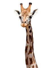 Girafe isolée