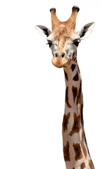Crédence de cuisine en verre imprimé Girafe Girafe isolée