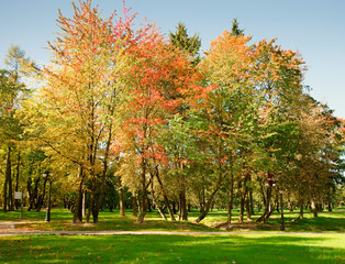 Naklejka premium Autumn in the park