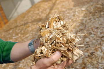Hand mit Holz Hackschnitzel