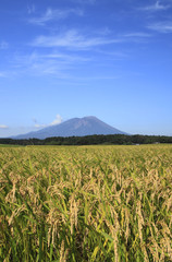 岩手山と田園風景