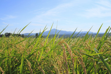 姫神山と田園風景