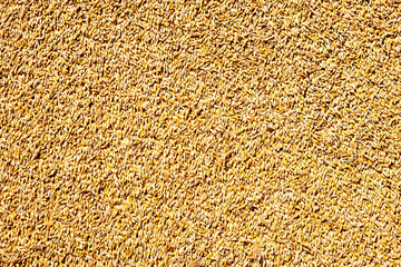 cereal wheat grain texture pattern