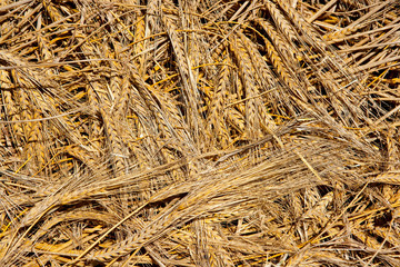 cereal wheat spikes pattern background