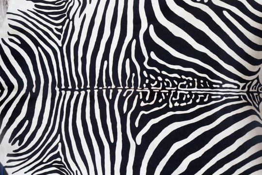 Zebra leather skin texture painted