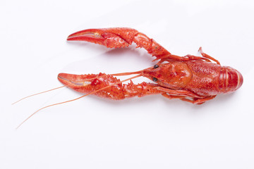 Red crayfish