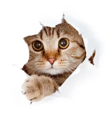 Foto auf Acrylglas Katze Katze, die in einem zerrissenen Loch auf der Papierseite nach oben schaut, isoliert