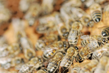 Honeybees.