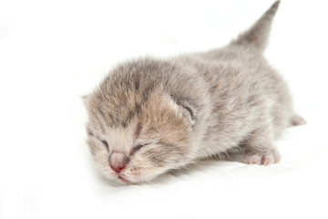 British kitten on white background