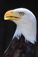 rapace