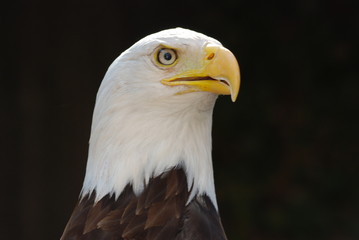 rapace