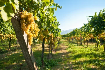 Papier Peint photo autocollant Vignoble Raisins verts prêts à être récoltés dans un vignoble italien