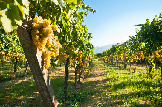 Green grapes ready for harvest in a italian vineyard