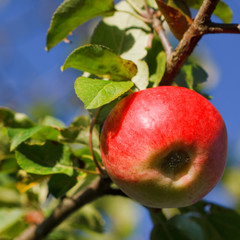 Leckerer roter Apfel