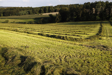 Heuernte