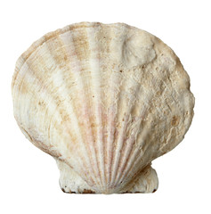 seashel sea life marine