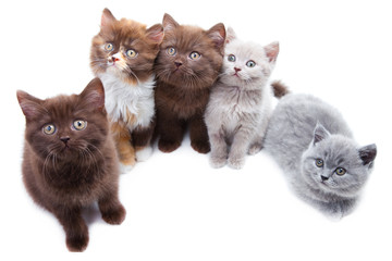 Fototapeta na wymiar Pięć uroczy brititsh kocięta