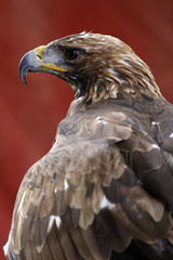 Steinadler