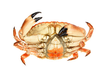 Crab underside