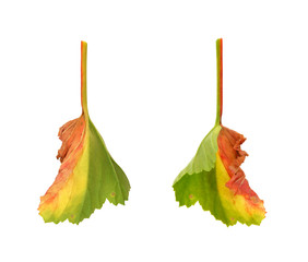 Diseased leaf of  Pelargonium – fungal attack