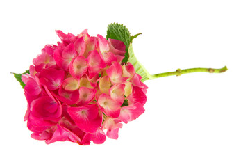 Pink Hydrangea
