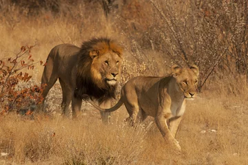 Photo sur Plexiglas Anti-reflet Lion Paire de Lions