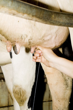 Milch