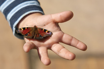 a butterfly sitting on a children´s hand