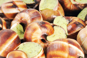 Bourgogne snails with garlic butter