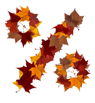 Percent multicolored fall leaf composition isolated