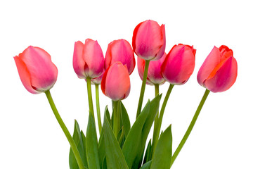 Fototapeta premium bouquet of pink tulips