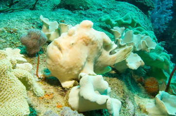 Stealth Frogfish in soft coral feild